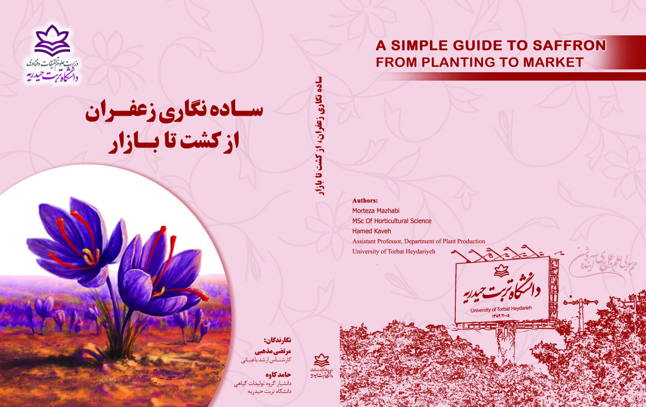 ساده‌نگاری زعفران از کشت تا بازار